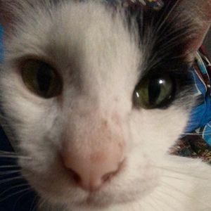 Meet your Posher, Skilar